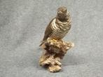 PreMuseum Koekoek Taxidermie volledige montage - Cuculus, Nieuw