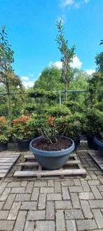 Ilex Crenata bonsai Japanse hulst in Sierpot, Tuin en Terras, Ophalen, Nieuw