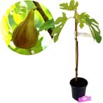 Vijgenboom Ficus carica Melanzana + Pot 17cm, Tuin en Terras, Planten | Fruitbomen, Verzenden, Volle zon