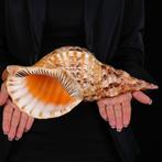Gigantisch formaat - Triton Marine Shell Een prachtig, Nieuw
