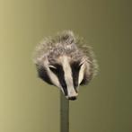 Das Taxidermie Opgezette Dieren By Max, Ophalen of Verzenden, Nieuw, Wild dier, Opgezet dier