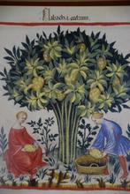 Vari - Tacuinum sanitatis in medicina - 1986, Antiek en Kunst, Antiek | Boeken en Bijbels