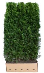 Thuja occidentalis smaragd 200 cm - Quickhedge, Nieuw, Verzenden