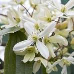 Clematis armandii - 60-80 cm, Tuin en Terras, Planten | Tuinplanten, Ophalen of Verzenden