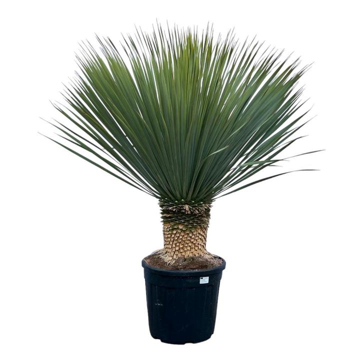 Yucca Rostrata | 140 cm - Ø45cm, Huis en Inrichting, Kamerplanten, Verzenden
