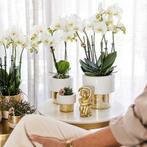Kolibri Orchids | witte Phalaenopsis orchidee - Amabilis + L, Verzenden, Nieuw