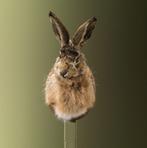 Haas Taxidermie Opgezette Dieren By Max, Ophalen of Verzenden, Nieuw, Wild dier, Opgezet dier