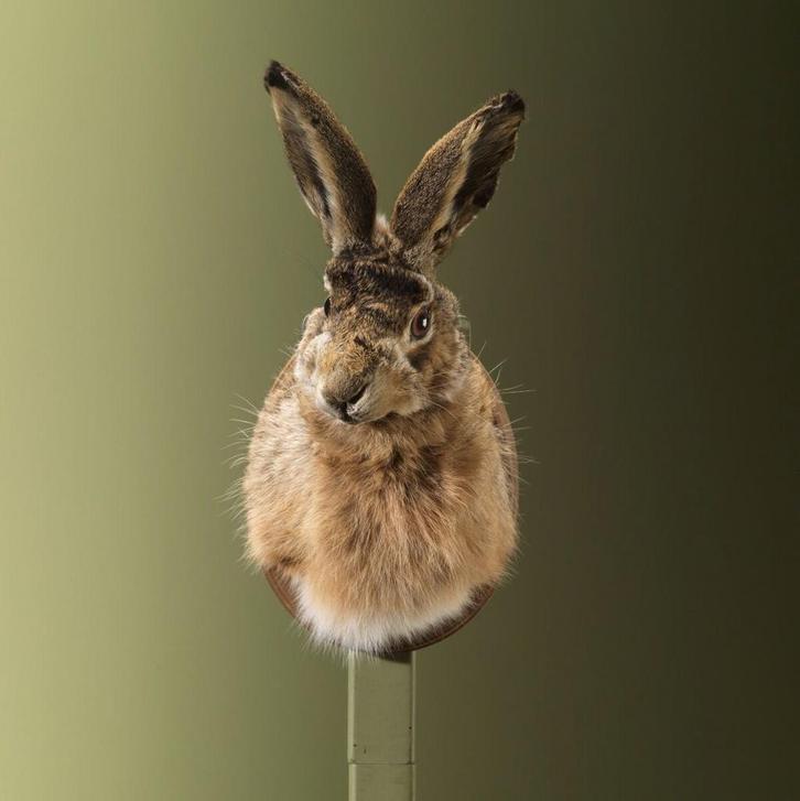 Haas Taxidermie Opgezette Dieren By Max, Verzamelen, Dierenverzamelingen, Opgezet dier, Nieuw, Wild dier, Ophalen of Verzenden