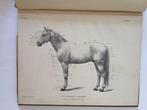 Édouard Cuyer - Le Cheval - 3D + Extras - 1910