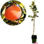Diospyros kaki Coroa de Rei + Pot 23cm, Verzenden, Volle zon