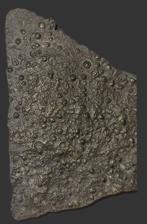 Trilobiet - Gefossiliseerd dier (Zonder Minimumprijs)