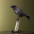 Kraai Taxidermie Opgezette Dieren By Max, Ophalen of Verzenden, Nieuw, Vogel, Opgezet dier