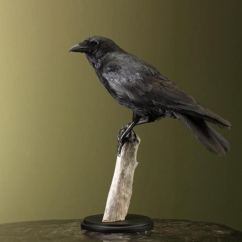 Kraai Taxidermie Opgezette Dieren By Max, Verzamelen, Dierenverzamelingen, Opgezet dier, Nieuw, Vogel, Ophalen of Verzenden