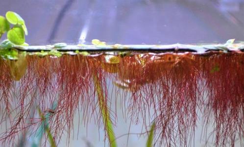 Phyllantus Fluitans - Aquariumplant drijfplant in Cup, Dieren en Toebehoren, Vissen | Aquaria en Toebehoren, Nieuw, Verzenden