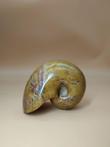 Nautilus - Schelp - Cenoceras belmontense - 4.3×4.5×5.4 cm