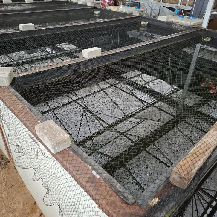 Ca. 55x Koi karper, Dieren en Toebehoren, Vissen | Vijvervissen