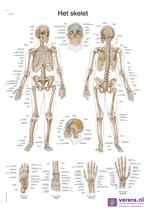 Anatomie poster skelet (Nederlands/Latijn, papier, 50x70..., Nieuw
