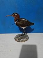 Geverfde snip Taxidermie volledige montage - Rostratula, Nieuw