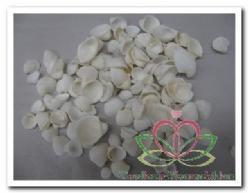 White cay – 200 gr kleine witte schelpjes, Hobby en Vrije tijd, Knutselen, Nieuw, Ophalen of Verzenden