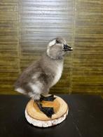 Eend Taxidermie Opgezette Dieren By Max, Verzamelen, Dierenverzamelingen, Ophalen of Verzenden, Nieuw, Vogel, Opgezet dier