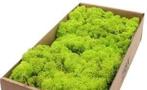 Rendiermos IJslandsmos Finlandsmos Lentegroen 500 gram, Hobby en Vrije tijd, Knutselen, Ophalen of Verzenden, Nieuw