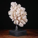 Exclusieve witte koraaltak - Elegante basis van hout en, Nieuw