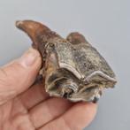 Wolharige neushoorn - Fossiele kies - Coelodonta, Verzamelen