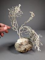 Decoratieve gorgoniën op rots met Ophiura Taxidermie, Verzamelen, Nieuw