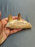 Mosasaurus - Fossiele tanden - mosasaurus - 6 cm - 11 cm