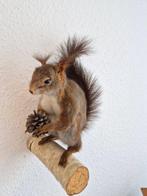 Zeer mooi eekhoorn volledig lichaam preparaat. Taxidermie, Nieuw