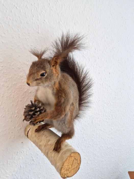 Zeer mooi eekhoorn volledig lichaam preparaat. Taxidermie, Verzamelen, Dierenverzamelingen