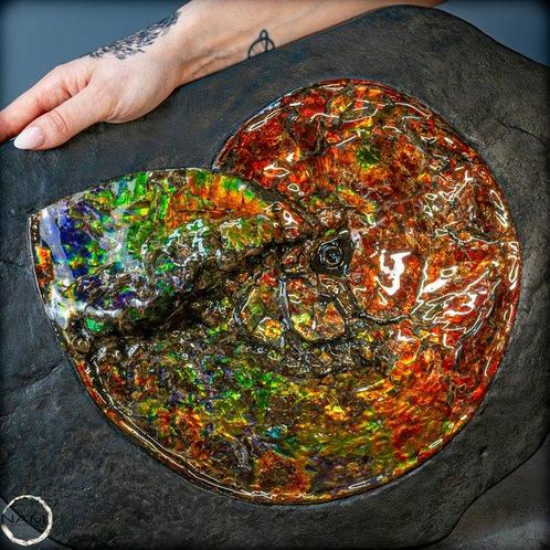 Zeer mooie natuurlijke opaalachtige ammoniet met zeer, Verzamelen, Mineralen en Fossielen