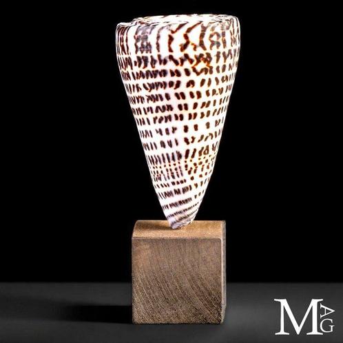 Gemonteerde Conus Litteratus – Elegantie gesculpt door de, Antiek en Kunst, Antiek | Overige Antiek