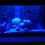 Aquarium led strips - Vanaf €19,95, Huis en Inrichting, Nieuw, Led-lamp, Minder dan 30 watt, Overige fittingen