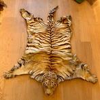 Tijger Taxidermie volledige montage - panthera tigris -, Nieuw