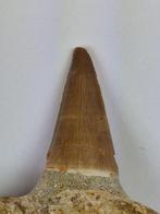 Mosasaurus - Fossiele tand - 7.5 cm (Zonder Minimumprijs), Verzamelen