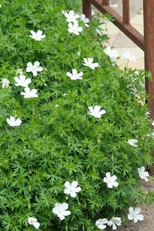 Ooievaarsbek Geranium sanguineum Album Pot, Tuin en Terras, Planten | Tuinplanten