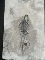 Fossiel reptiel: Keichousaurus - 1964GR - Gefossiliseerd