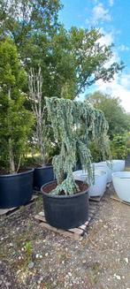 Cedrus Atlantica glauca Pendula treurceder, Tuin en Terras, Planten | Bomen, Ophalen