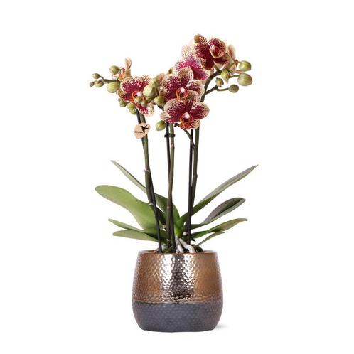 Kolibri Orchids | geel rode Phalaenopsis orchidee – Spain +, Huis en Inrichting, Woonaccessoires | Wanddecoraties, Nieuw, Verzenden