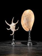Indrukwekkend paar Spider Conch Shell & Melo Amphora op op