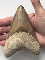 Grote Megalodon tand 13,0 cm - Fossiele tand - Carcharocles, Verzamelen