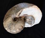 Nautilus - Gefossiliseerde schelp - Cenoceras belmontense -, Verzamelen