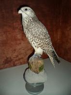 Gerlannerfalke 7/8 X Gerlannerfalke 7/8 Taxidermie volledige, Nieuw