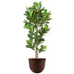 Ficus Lyrata kunstplant, H200cm, Huis en Inrichting, Ophalen of Verzenden