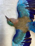 vos Taxidermie volledige montage - European Roller (Coracias, Verzamelen, Dierenverzamelingen, Nieuw