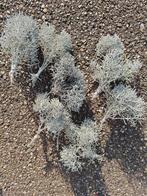 Toefje leucophyta challenge grijs brownii calocephalus ofwel, Ophalen of Verzenden, Nieuw