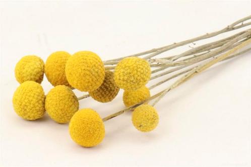 Craspedia trommelstokjes extra 10pc natural yellow, Hobby en Vrije tijd, Knutselen, Nieuw, Ophalen of Verzenden
