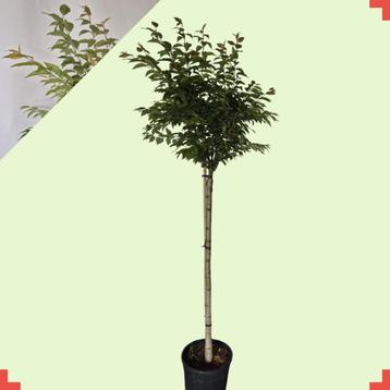 Winterbloeiende kers bolvorm - Prunus subhirtella Autumnali beschikbaar voor biedingen