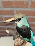Teugel ijsvogel H. m. forbesi Taxidermie volledige montage -, Nieuw